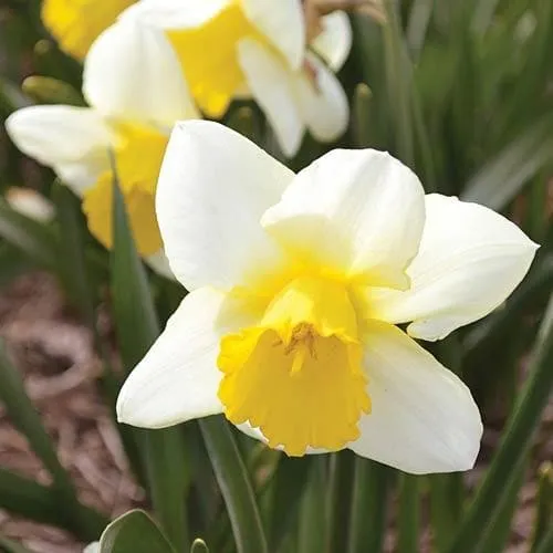 Daffodil Irish Mist