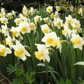 Daffodil Irish Mist